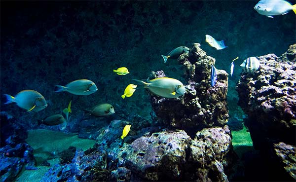 Aquarium de vendée (Aquarium Le 7e Continent)
