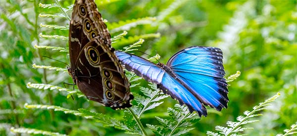 L'Île aux Papillons